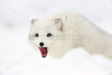 Drohende Haltung eines arktischen Fuchs
