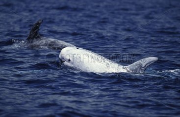 Delphin von Risso Ile de Pico Azores Portugal