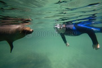 Galapagos Seelöwe und Taucher Isabella Galapagos