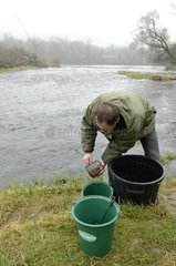 Reintroduction of Atlantic salmon parrs in the Rhine