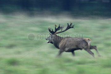 Male Red Deer galloping during rut Denmark