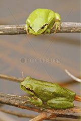Couple Tree frog in the water France
