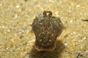 Curious juvenile cuttlefish near the island of Oleron France