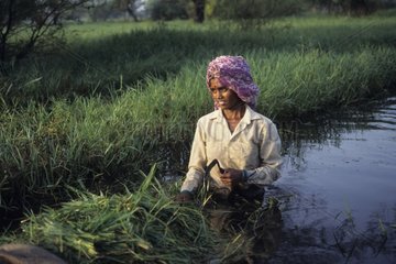 Frau schneidet Gras für das Vieh im Keoladeo NP India