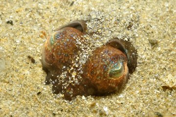 Bobtail Squid eyes in the sand Island of Oleron