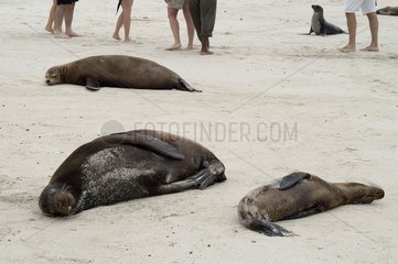 Touristes marchant près des lions de mer des Galapagos