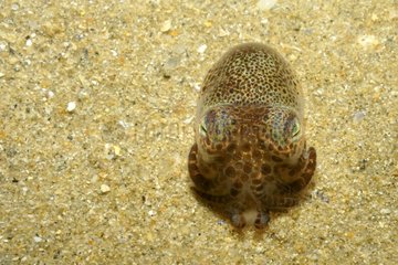Bobtail Squid in the sand around the Island of Oleron