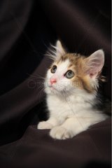 Curious kitten sitting in tissue