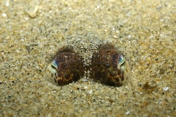 Bobtail Squid eyes in the sand around the Island of Oleron