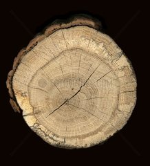 Cut trunk of oak [AT]