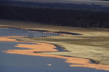 Des milliers de flamants nains sur le Lac Nakuru Kenya