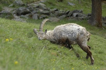 Ibex kratzt sich Gran Paradiso Peak NP Italien