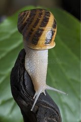 Gros-gris snail Lausanne Switzerland