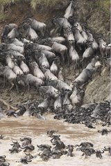 Wildebeests attempting to climb on the Mara river bank