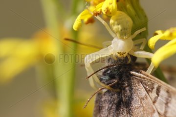 Spider with captured Lemon Butterfly France