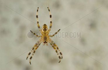 Spider of garden hanging Spain