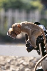 Macaque crabier regardant le photographe dans un rétroviseur