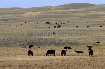 Cattle ranching Saskatchewan Canada