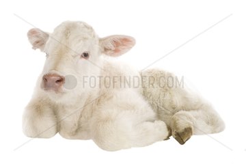 Portrait of a Charolais calf lying in the studio