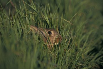 European Rabbit hidden in the grass Picardie France