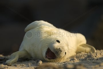 Gray seal whitecoat yawning North Sea Germany