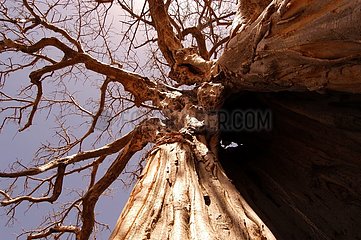 Baobab Parc National du W NIGER