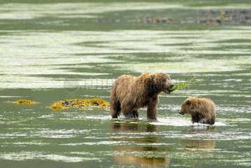 An adult and a young Alaskan Brown Bears in a river Alaska