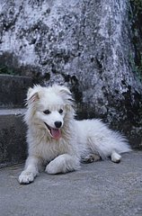 Hund liegt am Fuß einer indischen Treppe