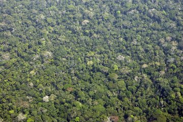 Aerial view of the Amazon National Park Manu Peru