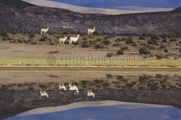 Herd of Llamas walking along lake shore Altiplano Chili
