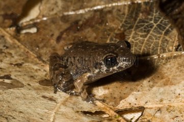 Lowland Tropical Bullfrog on dead leaf French Guiana