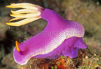 Pink Nudibranch based on a coral reef Malaysia