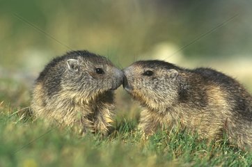 Contact et reconnaissance entre 2 jeunes marmottes France