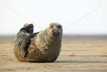 Grey seal on a beach Donna Nook England