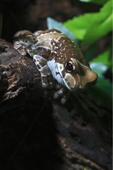 Amazon Milk Frog at rest on a tree branch