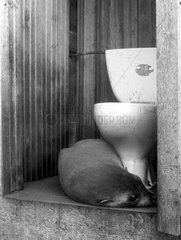 Otarie à fourrure subantarctique dormant dans les WC
