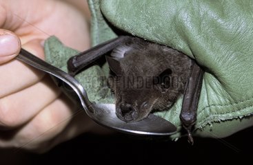 Spoon drinking captive Bat French Guiana