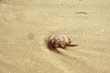 Mauve Stinger -Quallen am Sandstrand von Arcachon Frankreich