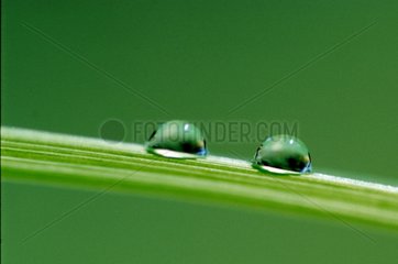 Deux gouttes d'eau sur brin d'herbe PN Kalkalpen Autriche
