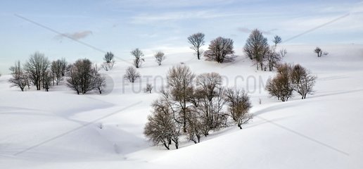 Snowy trees on the plateau of Retord in winter France