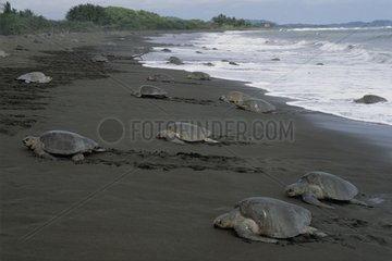 Arrivée massive de tortues olivâtres pour pondre Costa Rica