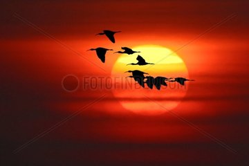 Ibis falcinelle with the setting sun Lake Durankulak Bulgaria [AT]