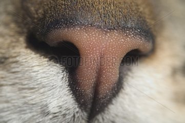 Detail of a muzzle of Cat European