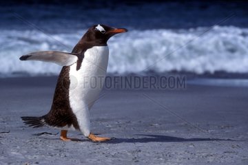 Gentoo penguin going on a beach in January Falkland