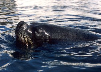 Porträt eines Seelöwen von Patagonien  das im Sequarium aufgenommen wurde