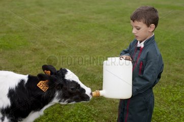 Giving the child a bottle to a Holstein Calf