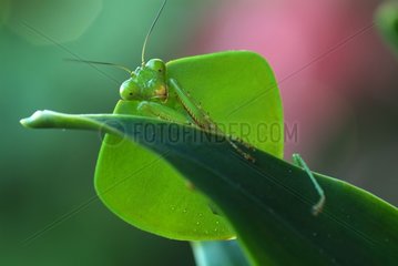 Hooded Mantis on a leaf Costa Rica