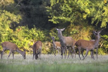 Red deer in the middle of hinds duing the slab France