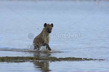 Speckled Hyena running in water Nakuru Lake Kenya