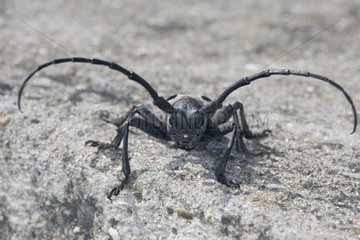 PortrÃ¤t von Longhorn Beetle Bulgarien